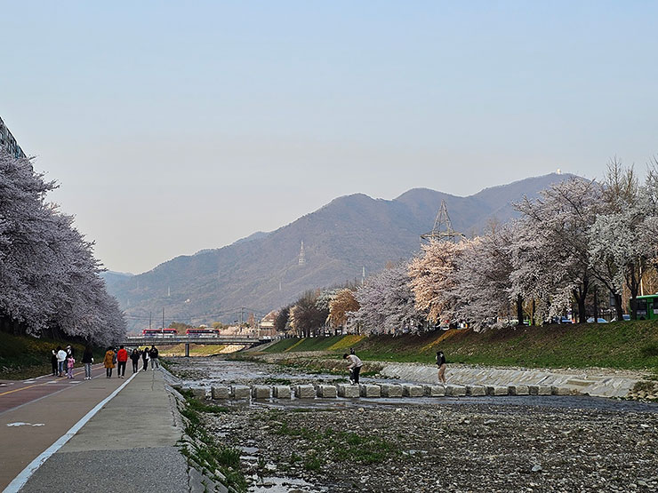 경기도 벚꽃 명소 하남 산곡천 벚꽃 봄데이트