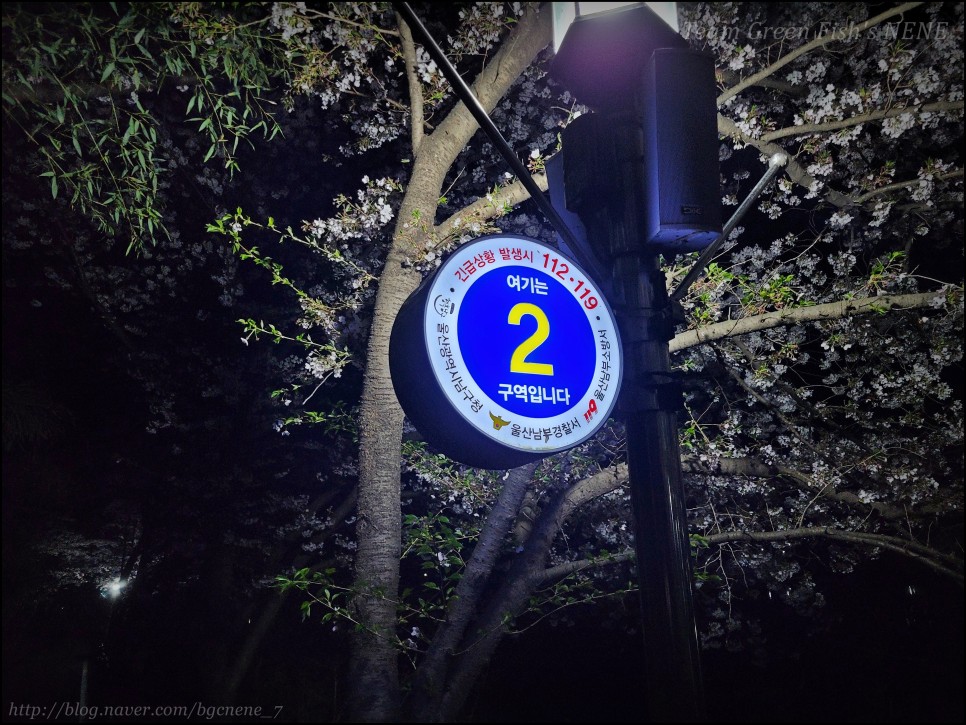 24.04.06 - 울산 남구 선암저수지 ('선암호수공원'의 만개한 벚꽃! 야경도 일품! 한적하기까지!)