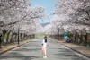 4월 경주 가볼만한곳 경주 벚꽃 여행 코스 추천