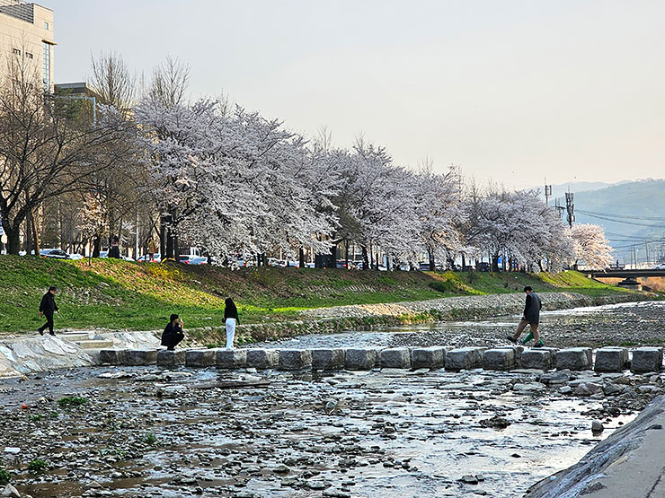 경기도 벚꽃 명소 하남 산곡천 벚꽃 봄데이트