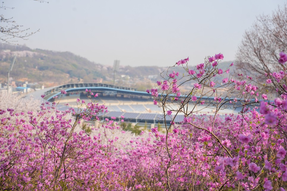 4월 경기도 가볼만한곳 부천 원미산 진달래축제 진달래공원 부천 꽃구경