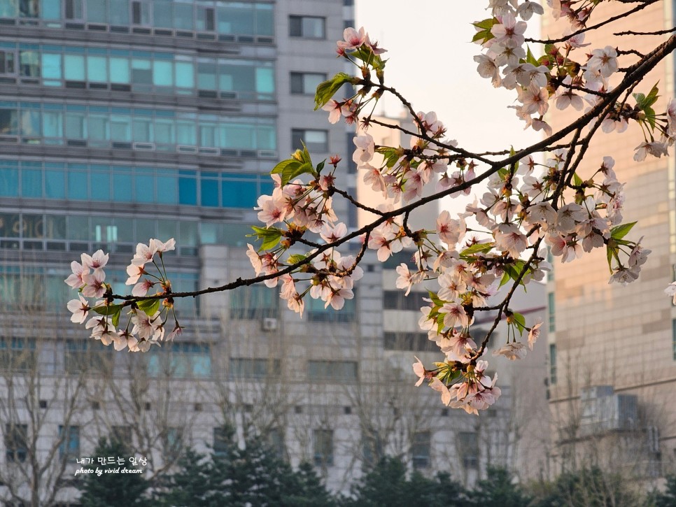 서울 벚꽃 명소 석촌호수 벚꽃축제 벚꽃엔딩