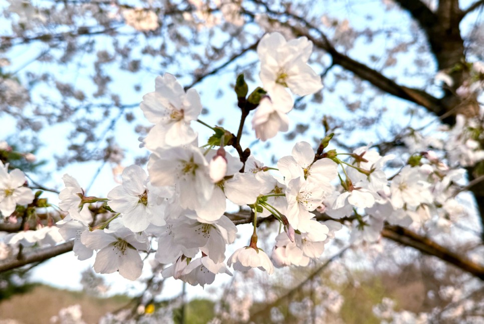 의정부 가볼만한곳 벚꽃명소 송산사지 근린공원 중랑천 의정부 공원
