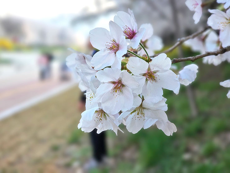 경기도 벚꽃 명소 하남 산곡천 벚꽃 봄데이트