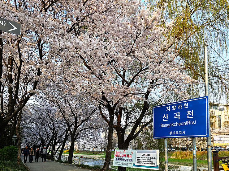 경기도 벚꽃 명소 하남 산곡천 벚꽃 봄데이트