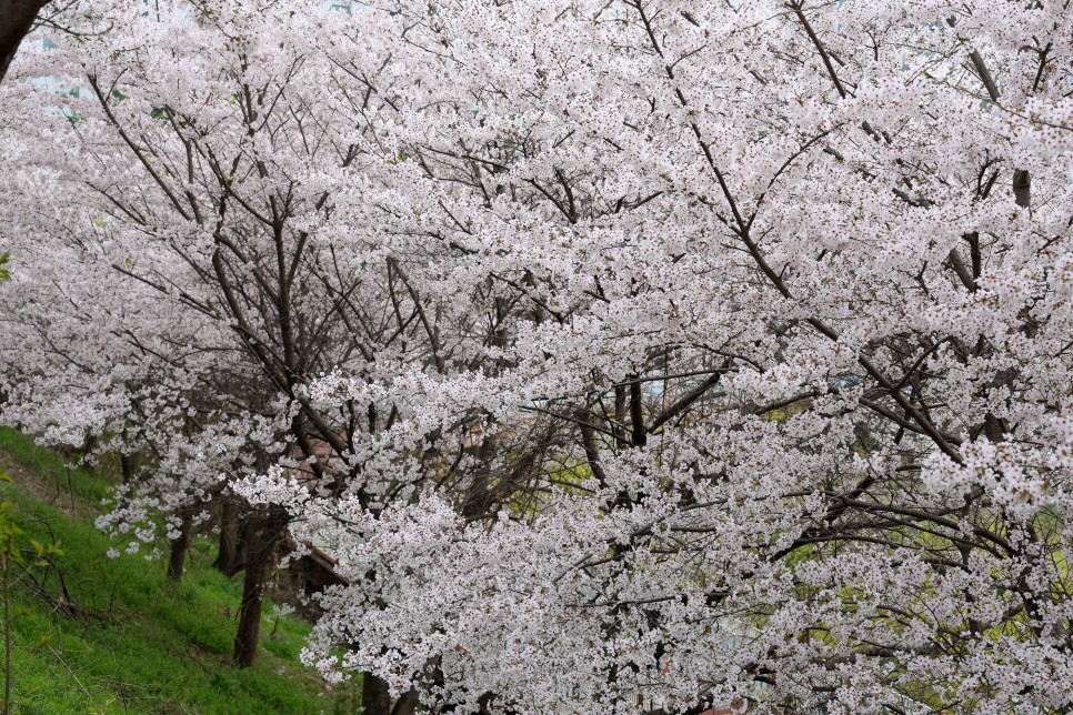 천안 가볼만한곳 천호지 벚꽃 천안 데이트코스 단대호수공원