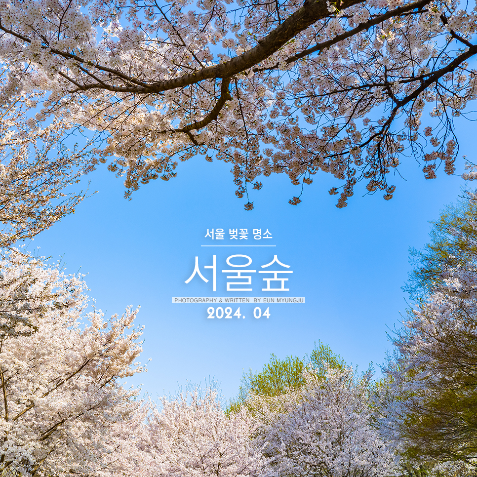 서울 벚꽃 명소 성수동 서울숲