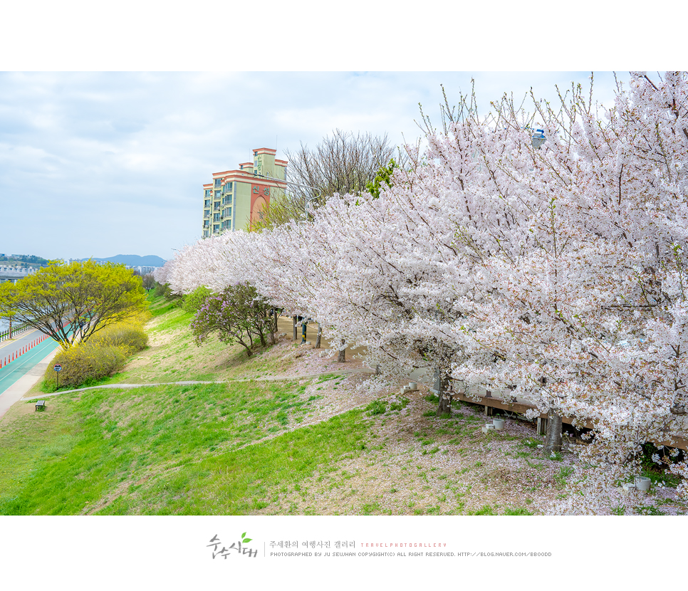 대구 벚꽃 명소 동촌유원지 금호강 자전거길 벚나무길