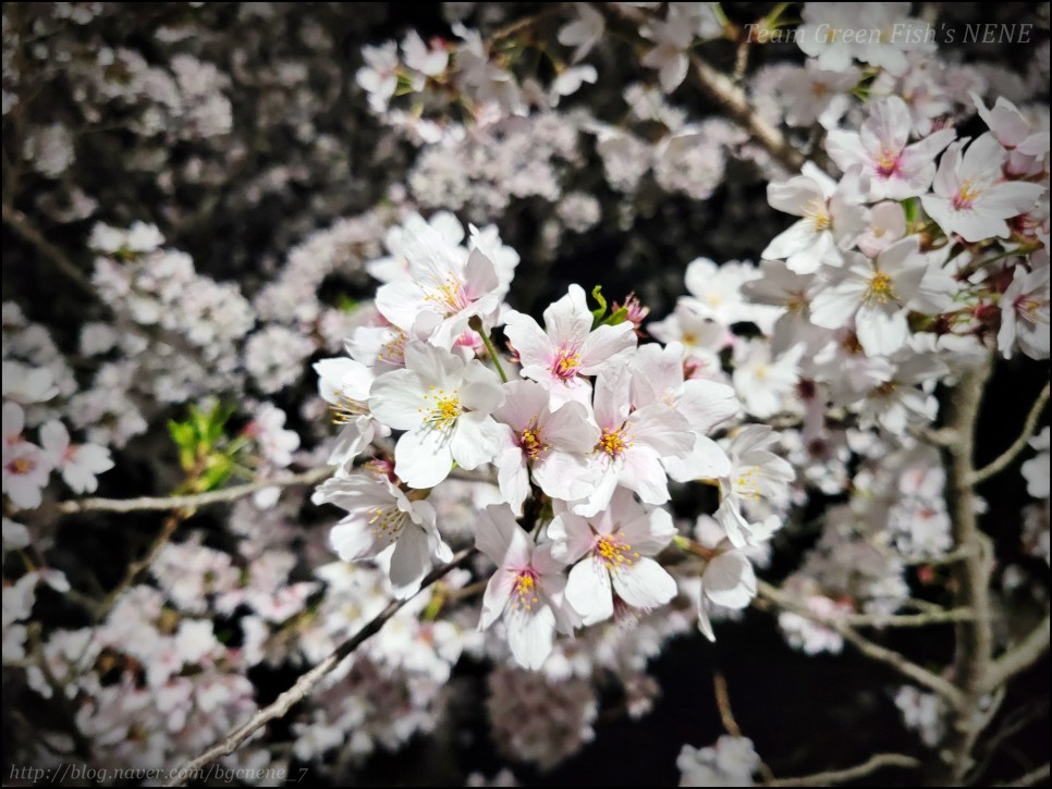 24.04.06 - 울산 남구 선암저수지 ('선암호수공원'의 만개한 벚꽃! 야경도 일품! 한적하기까지!)