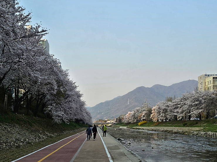 경기도 벚꽃 명소 하남 산곡천 벚꽃 봄데이트