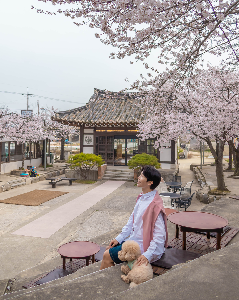 아산 가볼만한곳  아산 카페 인주 한옥점, 오엠엠, 공세리성당 충남 벚꽃명소