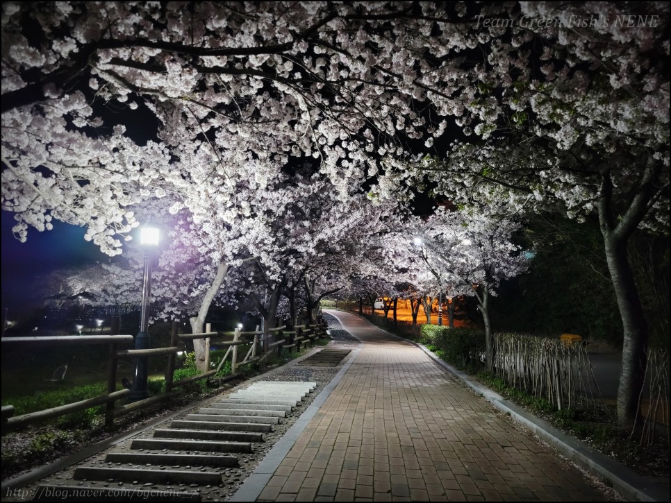 24.04.06 - 울산 남구 선암저수지 ('선암호수공원'의 만개한 벚꽃! 야경도 일품! 한적하기까지!)