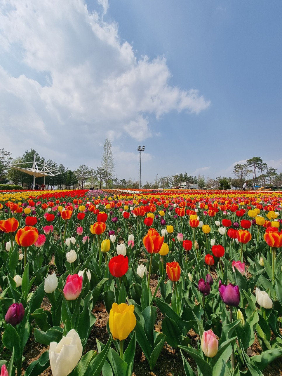 청주 가볼만한곳 문암생태공원 튤립 4월 꽃구경 청주 여행 코스
