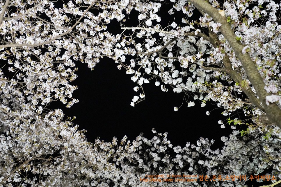 4월 6일 쌍계사벚꽃길 야간조명길 이쁨 아직 괜춘했음 #하동십리벚꽃길