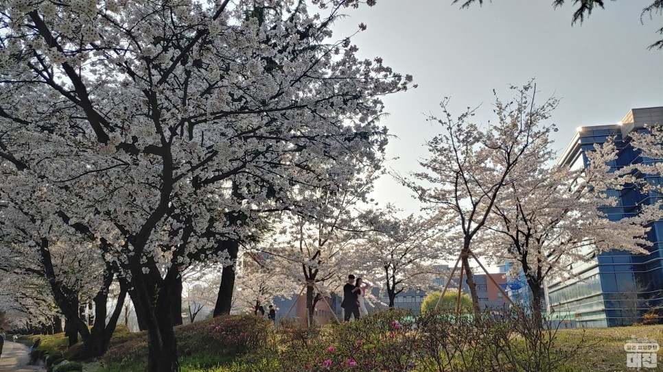 대전 뚜벅이와 함께 갑시다! 흩날리는 꽃잎 속에서 대전 봄나들이 명소향이 느껴진 거야~