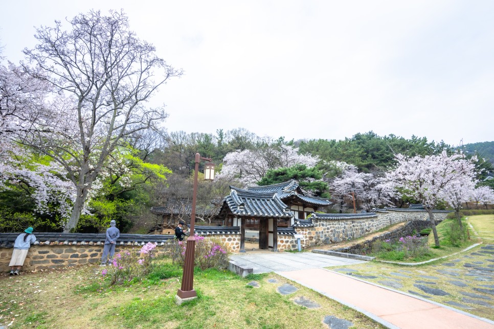 대전 벚꽃 명소 테미공원과 우암사적공원 남간정사 벚꽃 나들이