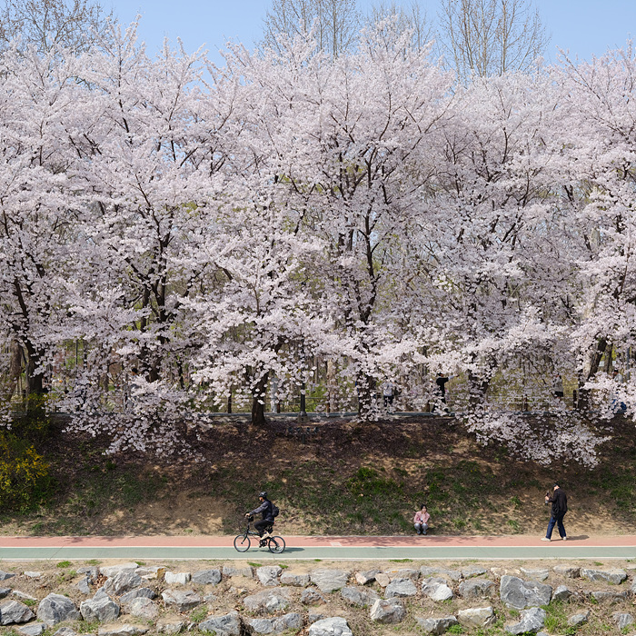 산책과 벚꽃을 함께 즐길 수 있는 양재천