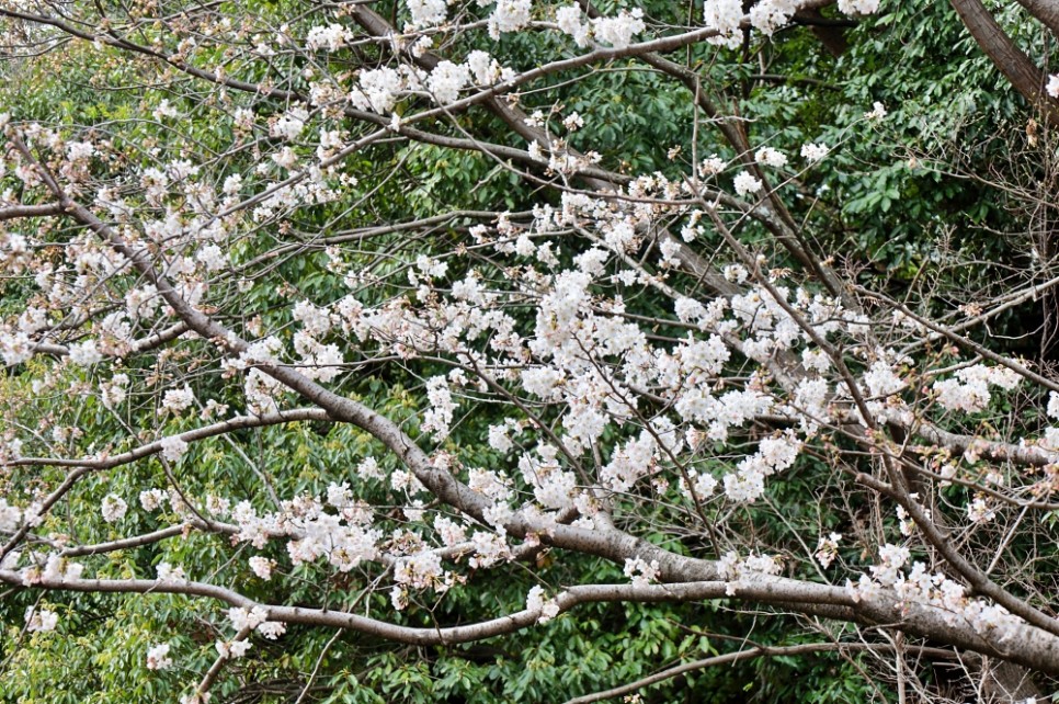일본여행 후쿠오카 오호리공원 유후인 벚꽃 여행 후기 명소 4월 날씨