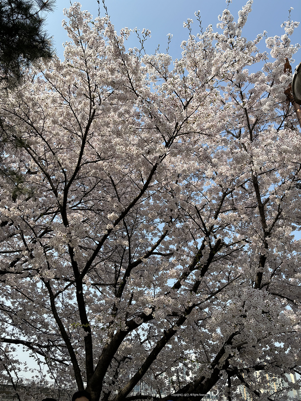 아이폰 벚꽃보정 하는법 기본카메라로 쉽게 하기 +인물사진
