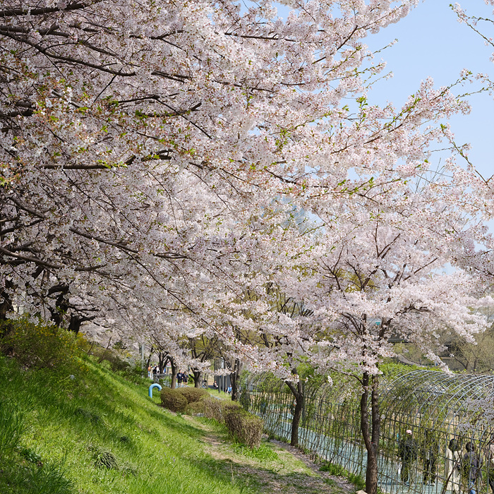 산책과 벚꽃을 함께 즐길 수 있는 양재천