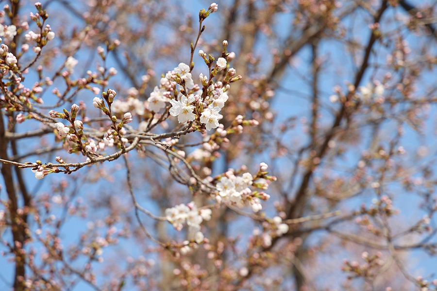 4월 경기도 가볼만한곳 가평 에덴벚꽃길 벚꽃 축제 실시간 개화시기 주차 외 가평 여행