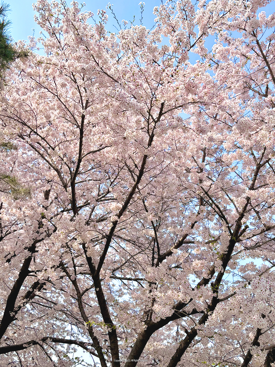 아이폰 벚꽃보정 하는법 기본카메라로 쉽게 하기 +인물사진