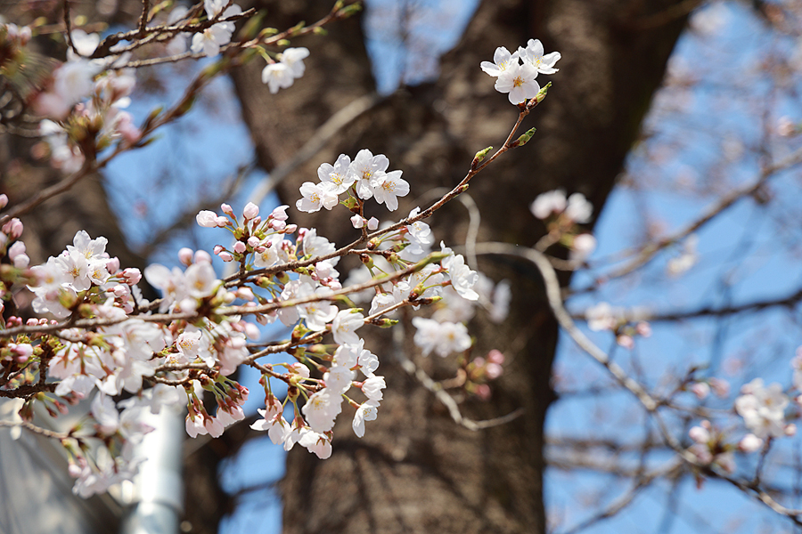4월 경기도 가볼만한곳 가평 에덴벚꽃길 벚꽃 축제 실시간 개화시기 주차 외 가평 여행