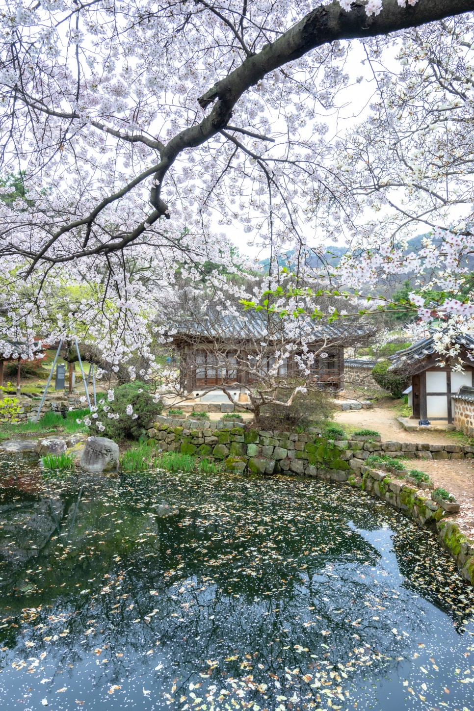 대전 벚꽃 명소 테미공원과 우암사적공원 남간정사 벚꽃 나들이