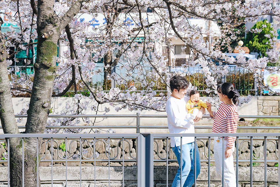 우리동네 광주벚꽃 명소 산책하기 좋은 홍림교 산책로