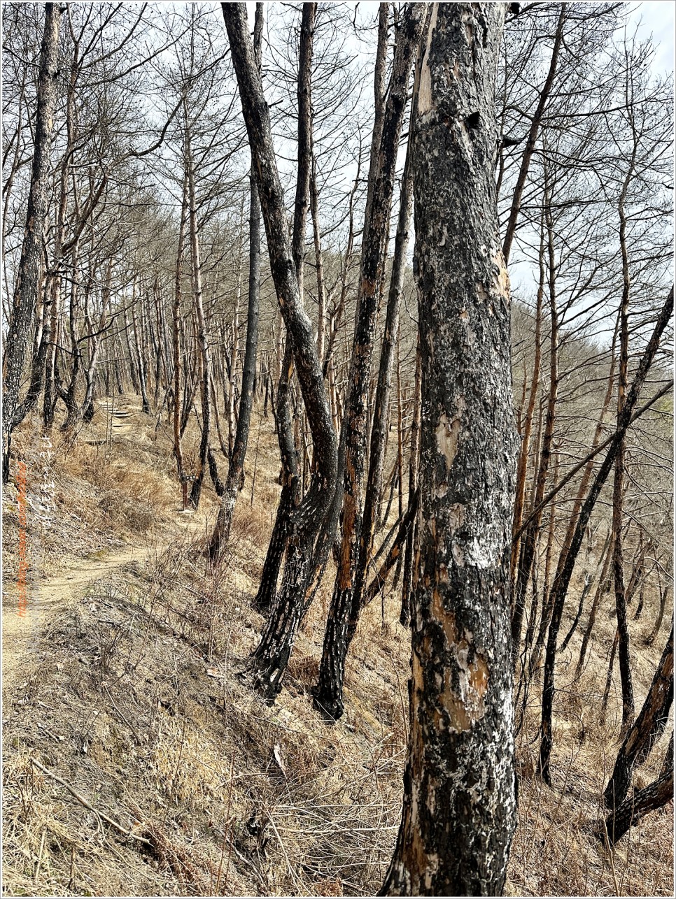 양구, 비봉산 / 파로호 한반도섬