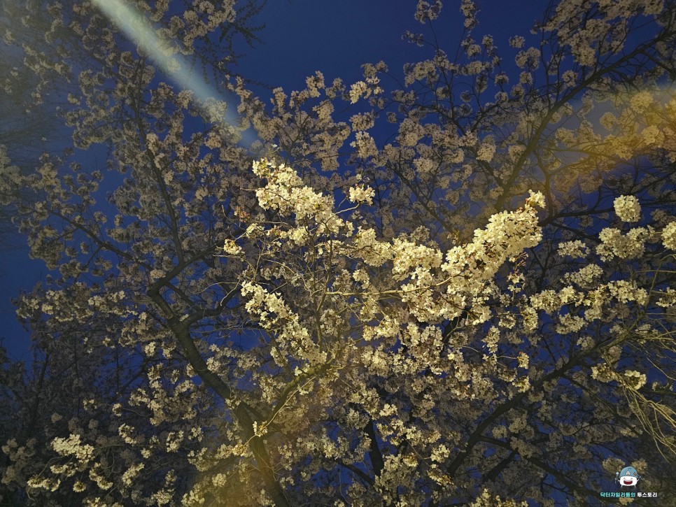 주말의 벚꽃구경 ! 토요일 여의도공원 / 일요일 양재천으로 봄나들이 다녀왔어요