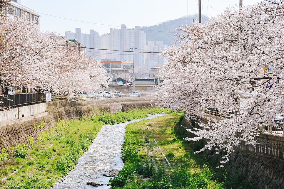 우리동네 광주벚꽃 명소 산책하기 좋은 홍림교 산책로