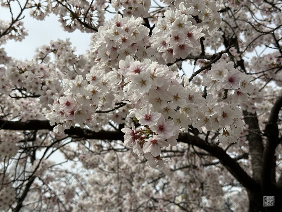 김해 연지공원 벚꽃 나들이 흐린 하늘이 아쉽다