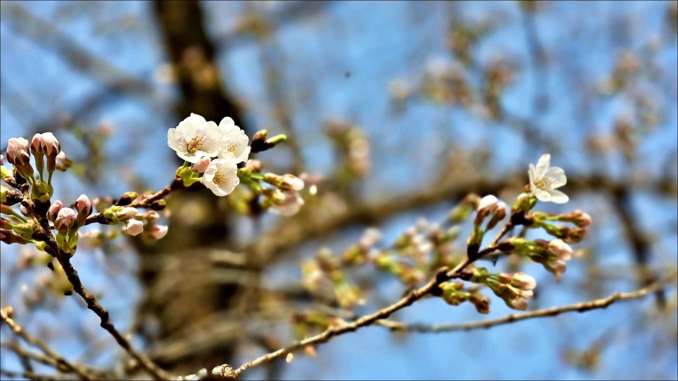 가평 당일치기 봄데이트 경기도 가평 벚꽃 명소 에덴벚꽃길 벚꽃 3월 7일 개화상황!