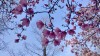 대전 뚜벅이와 함께 갑시다! 흩날리는 꽃잎 속에서 대전 봄나들이 명소향이 느껴진 거야~