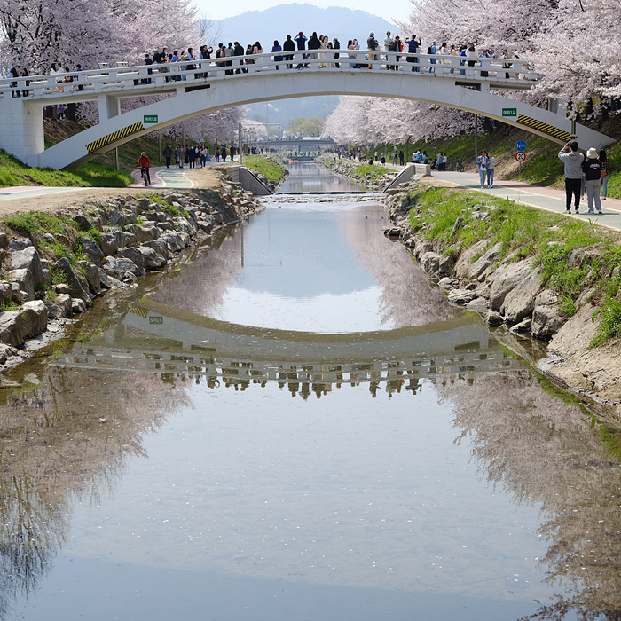 산책과 벚꽃을 함께 즐길 수 있는 양재천