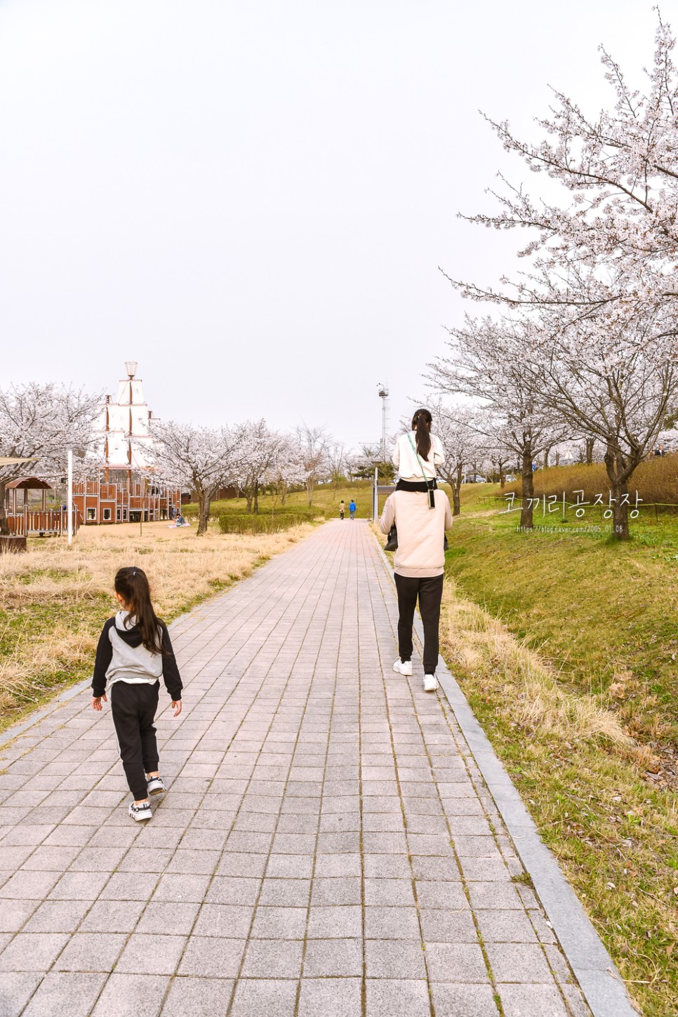 인천 벚꽃 드라이브 명소 추천 아라뱃길 남단은 꽃비, 북단은 만개