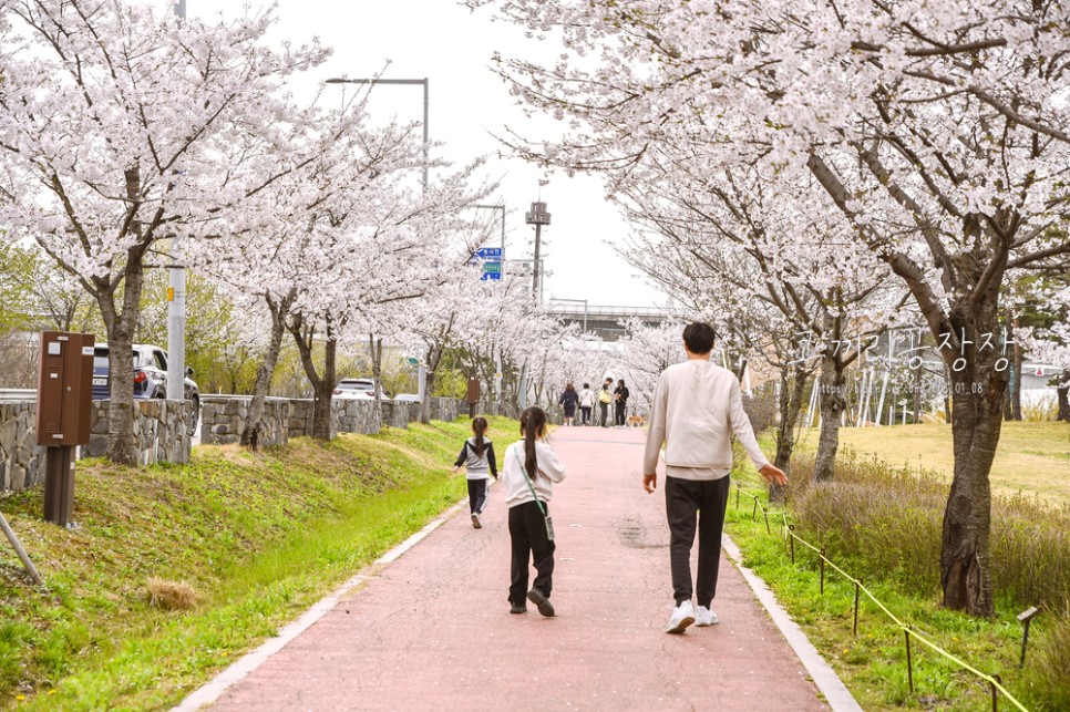 인천 벚꽃 드라이브 명소 추천 아라뱃길 남단은 꽃비, 북단은 만개