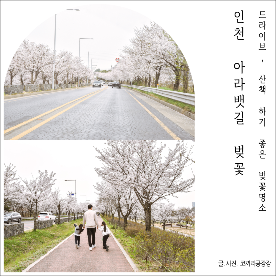 인천 벚꽃 드라이브 명소 추천 아라뱃길 남단은 꽃비, 북단은 만개
