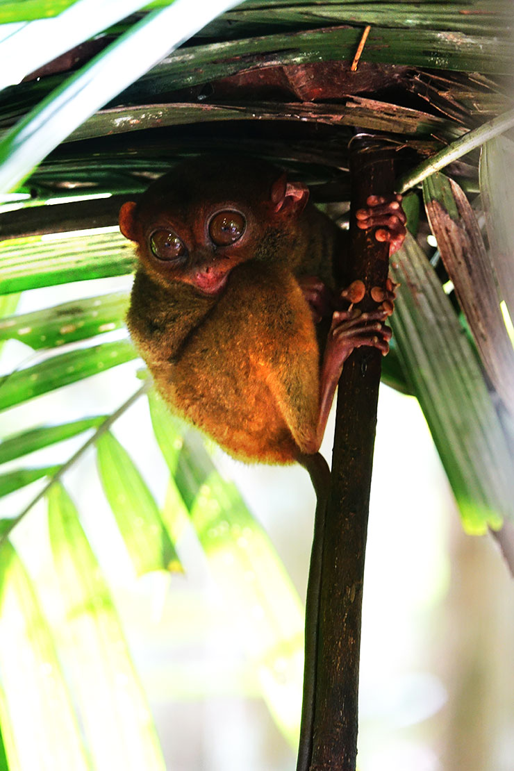 동남아여행 필리핀 보홀 투어 안경원숭이