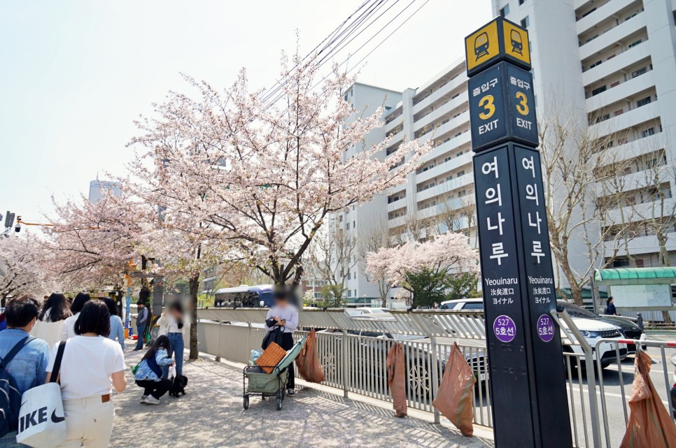 4월 서울 가볼만한곳 여의도 한강공원 벚꽃 만개