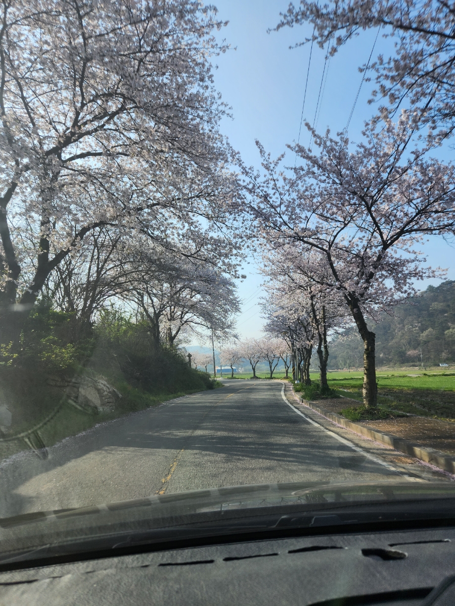 함평을담다 벚꽃길 추천 로컬크리에이터