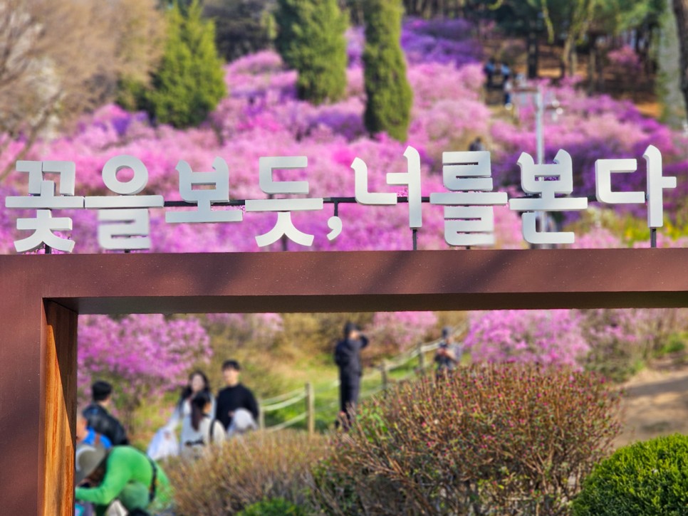 서울근교 산책 봄나들이 부천 진달래동산 4월 꽃구경 현재상황 가는법 주차장 정보