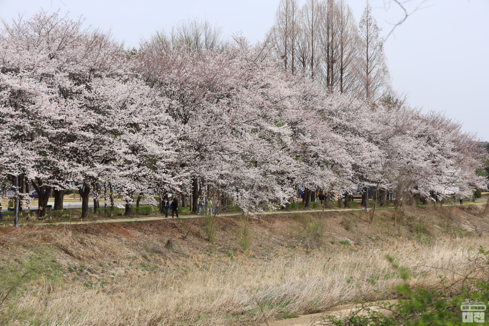 대전 가볼 만한 벚꽃 명소 다섯 곳