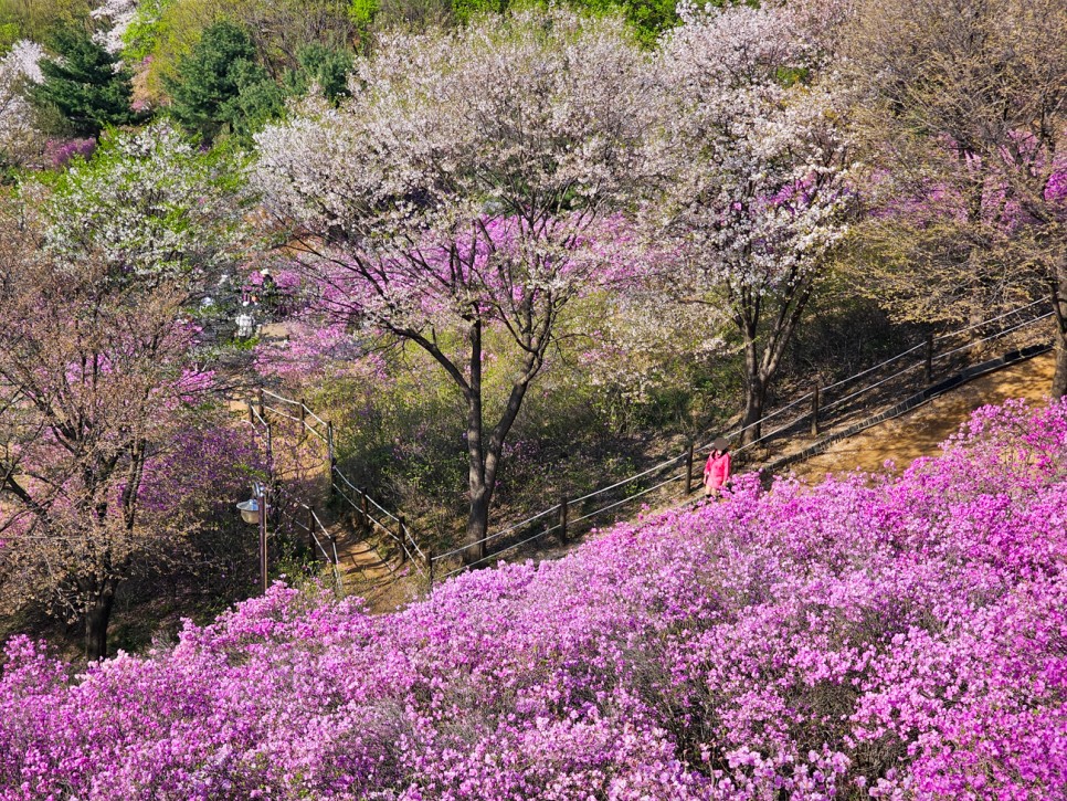 서울근교 산책 봄나들이 부천 진달래동산 4월 꽃구경 현재상황 가는법 주차장 정보