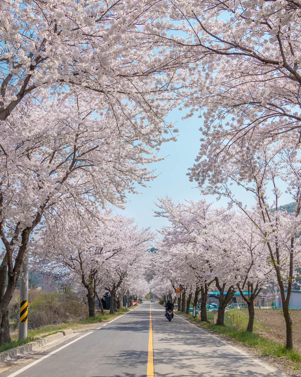서울근교 드라이브  예산 벚꽃 명소 예산 가볼만한곳 충남 데이트코스