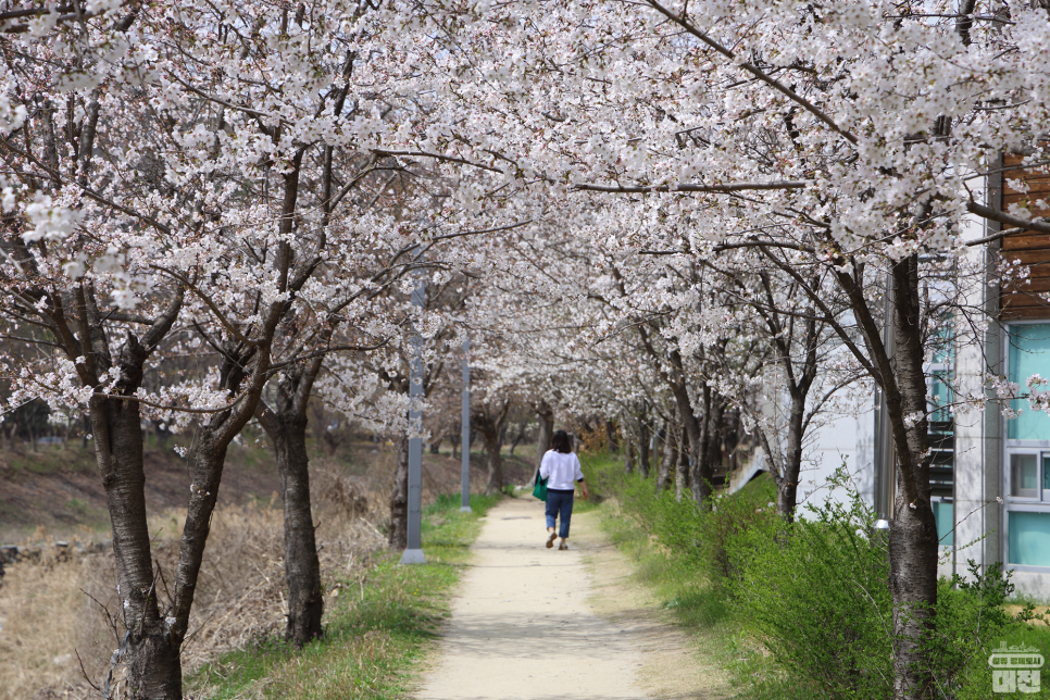 대전 가볼 만한 벚꽃 명소 다섯 곳