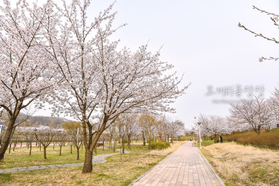 인천 벚꽃 드라이브 명소 추천 아라뱃길 남단은 꽃비, 북단은 만개