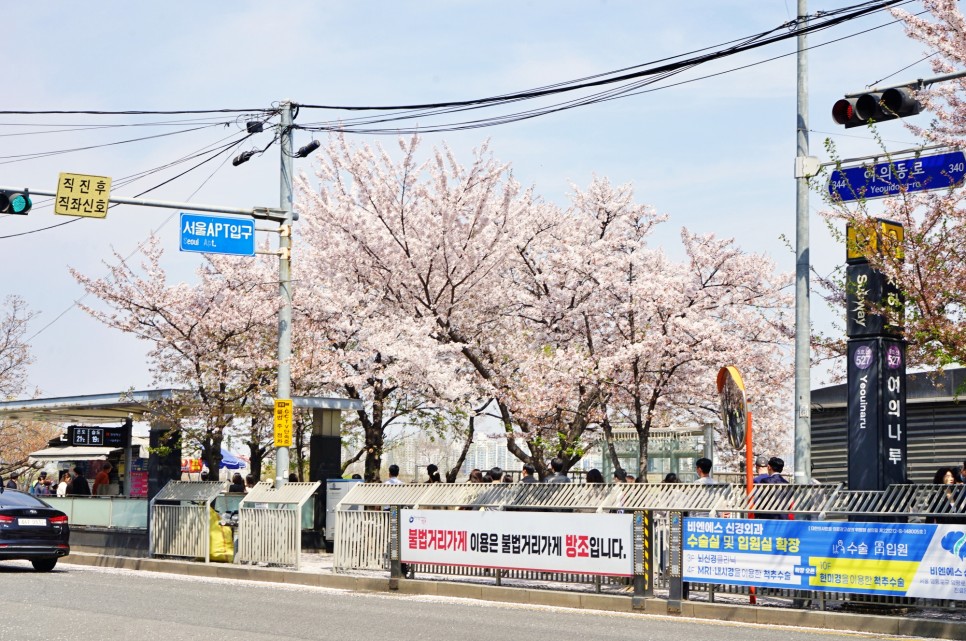 4월 서울 가볼만한곳 여의도 한강공원 벚꽃 만개