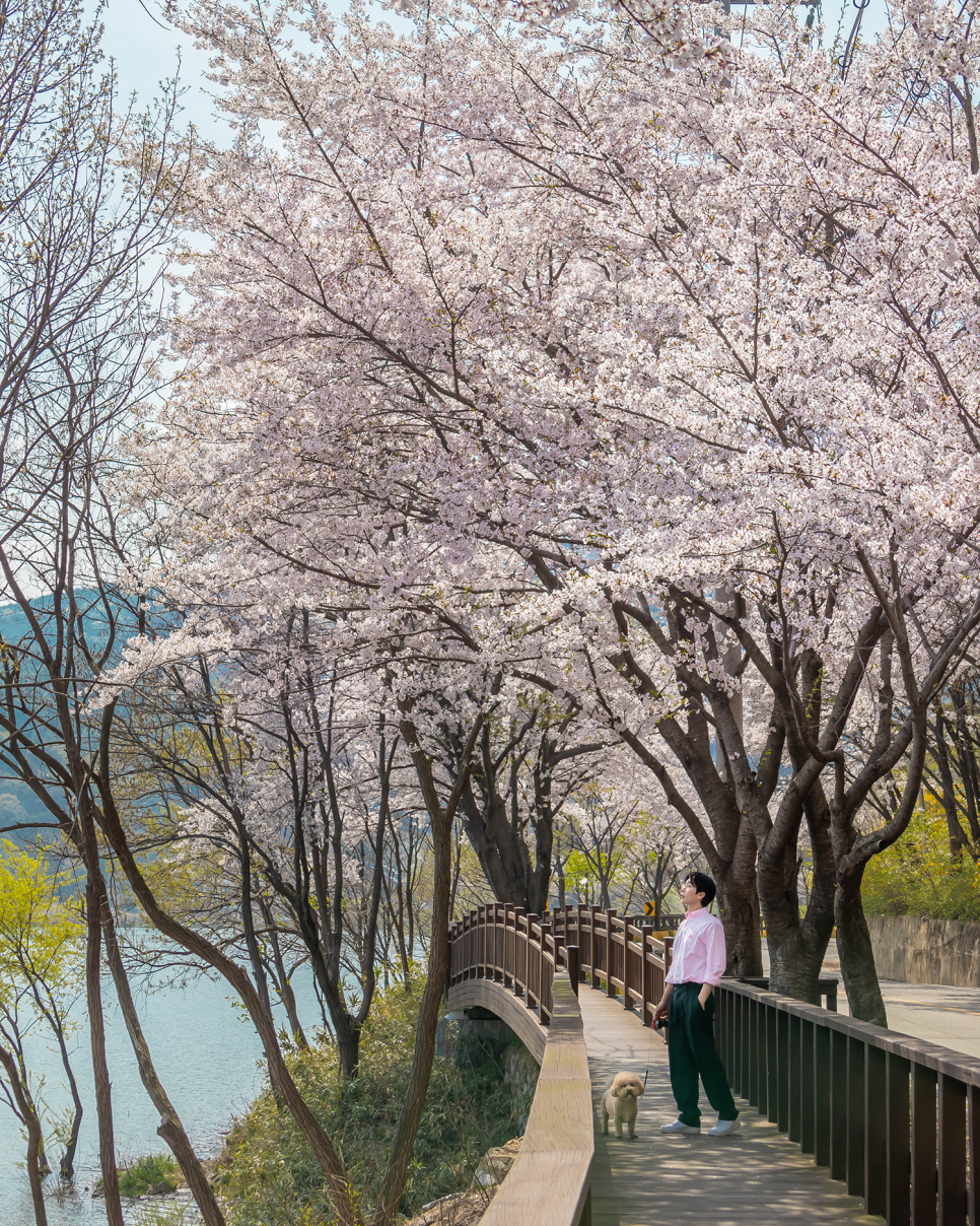 서울근교 드라이브  예산 벚꽃 명소 예산 가볼만한곳 충남 데이트코스